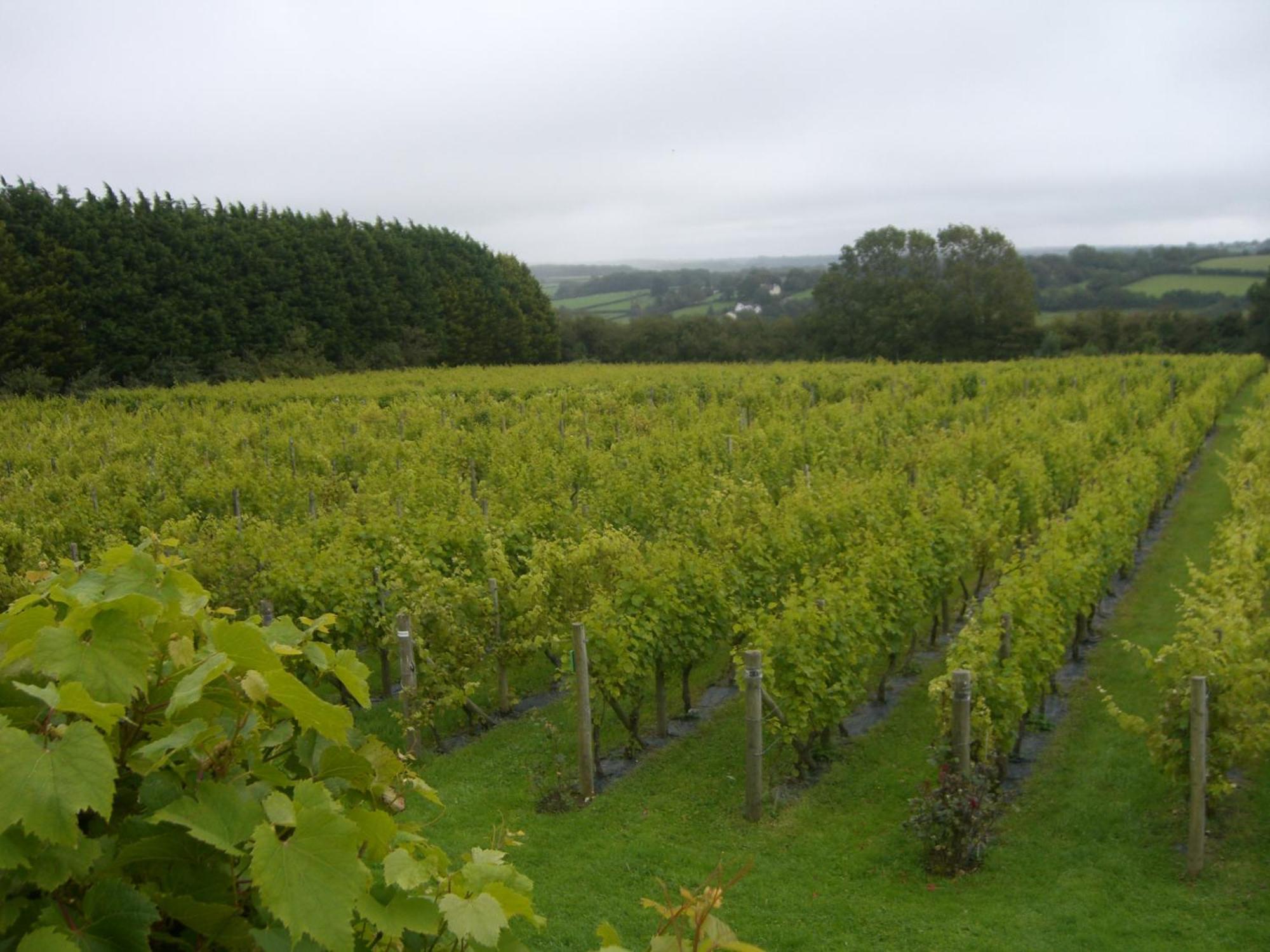 Glyndwr Vineyard Hotel Cowbridge Kültér fotó